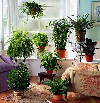 Комнатные растения от Greensad