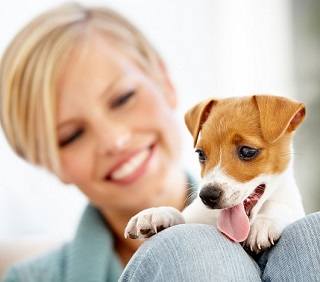 Домики для собак и их роль в жизни животного
