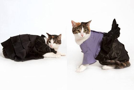 Платья для кошек
