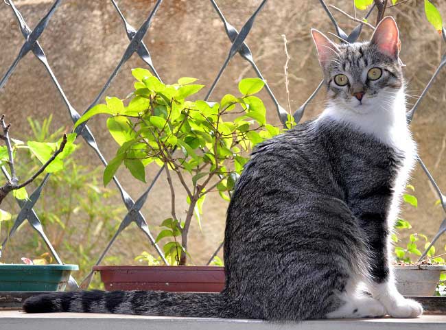 бразильская короткошерстная порода кошек