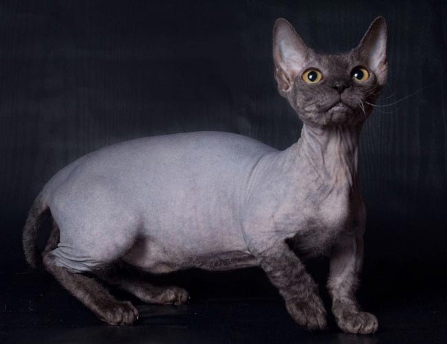минскин - порода кошек на коротких лапках фото