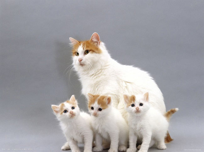 кошка турецкого вана с котятами