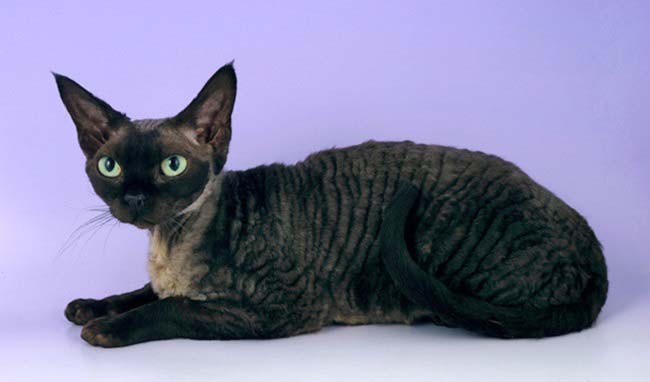 девон рекс - короткошерстные породы кошек с фото