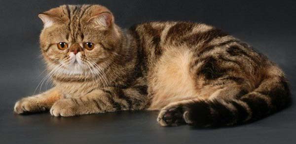 экзот - породы кошек с фотографиями и названиями пород