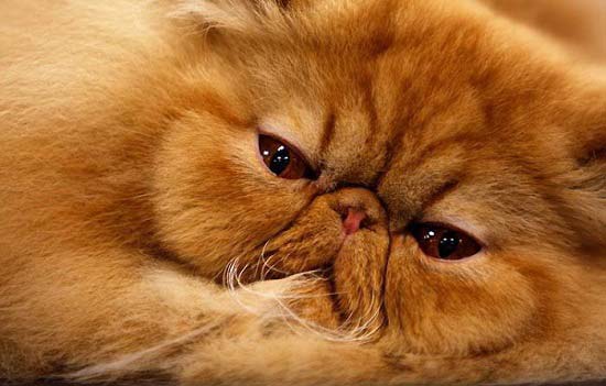 персидская кошка - длинношерстные породы кошек
