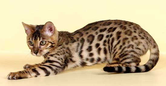 леопардовая бенгальская кошка - фото кошек разных пород